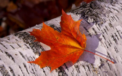 Thank you 2 Fall Food & Health Tips