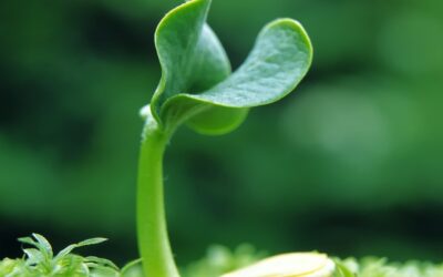 Thank you 3 Spring Health Tips and Recipes