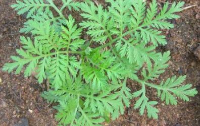 Thank you 3 Nobel prize for herb-based malaria drug